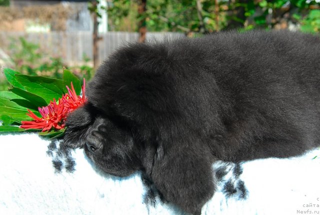 Фото: ньюфаундленд Sent Djons Fiesta in Summer Day (Сент Джонс Фиеста оф Саммер Дей)