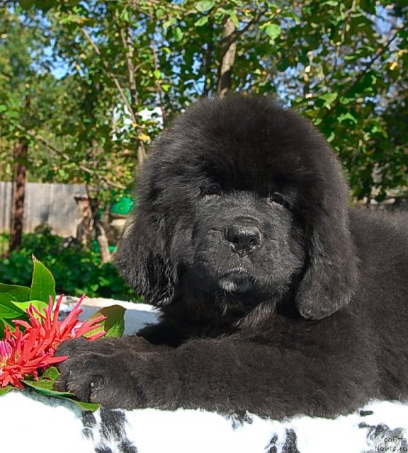 Фото: ньюфаундленд Sent Djons Fiesta in Summer Day (Сент Джонс Фиеста оф Саммер Дей)