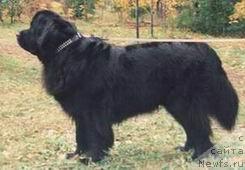 Фото: ньюфаундленд Smigar Marni (Смигар Марни)