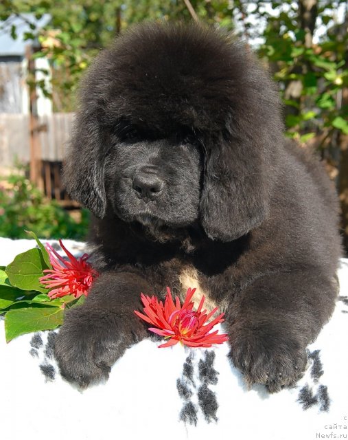 Фото: ньюфаундленд Sent Djons Fiesta in Summer Day (Сент Джонс Фиеста оф Саммер Дей)