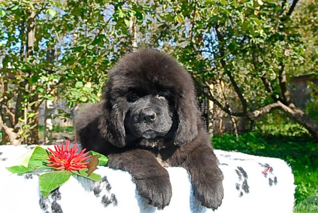 Фото: ньюфаундленд Sent Djons Fiesta in Summer Day (Сент Джонс Фиеста оф Саммер Дей)