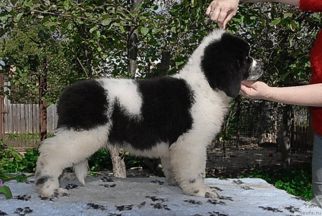 Фото: ньюфаундленд Sent Djons Faberge Collection (Сент Джонс Фаберже Коллекшен)