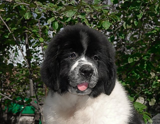 Фото: ньюфаундленд Sent Djons Faberge Collection (Сент Джонс Фаберже Коллекшен)