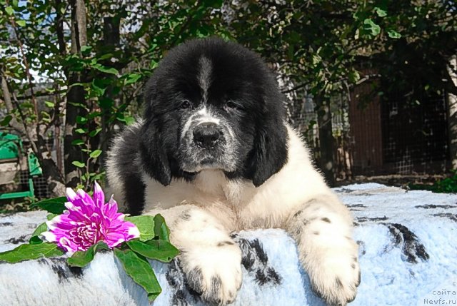 Фото: ньюфаундленд Sent Djons Faberge Collection (Сент Джонс Фаберже Коллекшен)