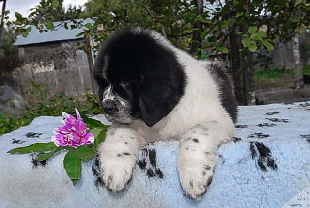 Фото: ньюфаундленд Sent Djons Faberge Collection (Сент Джонс Фаберже Коллекшен)