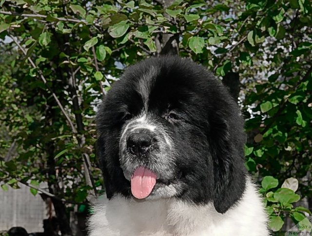 Фото: ньюфаундленд Sent Djons Faberge Collection (Сент Джонс Фаберже Коллекшен)