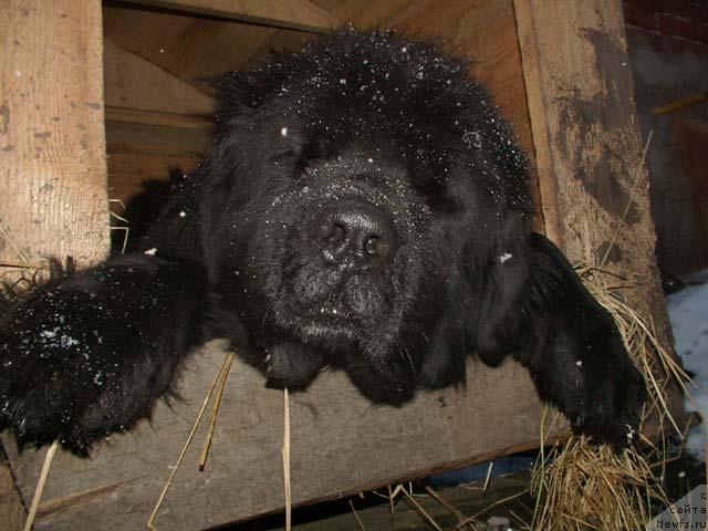 Фото: ньюфаундленд Velikiy Medved' Beguschiy po Volnam (Великий Медведь Бегущий по Волнам)