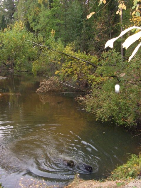 Фотография № 50006