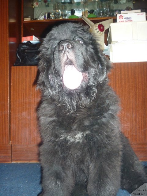 Фото: ньюфаундленд Il'ya Muromec (Илья Муромец)