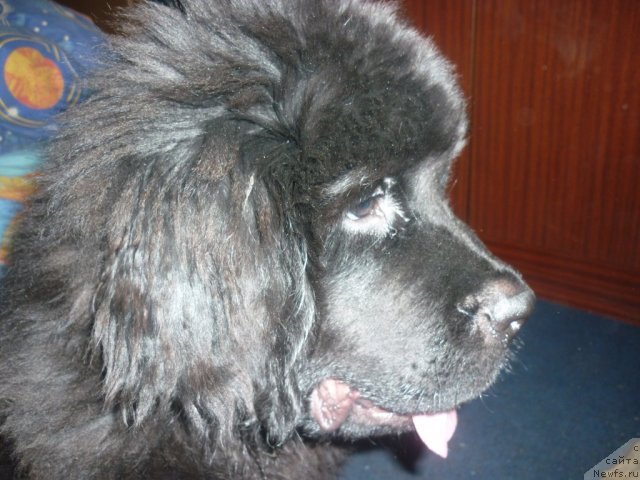 Фото: ньюфаундленд Il'ya Muromec (Илья Муромец)