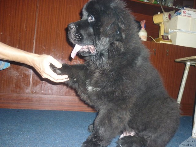 Фото: ньюфаундленд Il'ya Muromec (Илья Муромец)