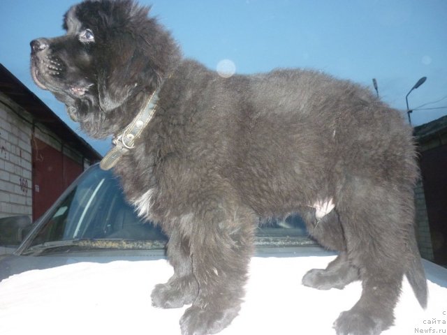 Фото: ньюфаундленд Il'ya Muromec (Илья Муромец)
