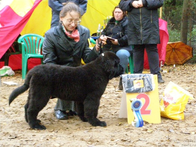 Фото: ньюфаундленд YUvelinda Povelitel'nica Ognya (Ювелинда Повелительница Огня)