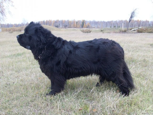 Фото: ньюфаундленд Yarada iz Sibirskoy Glubinki (Ярада из Сибирской Глубинки)