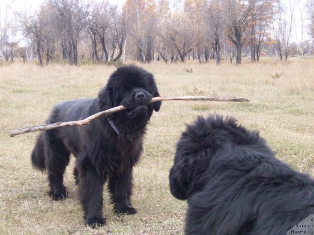 Фото: ньюфаундленд Karat iz Medvejyego Yara (Карат из Медвежьего Яра)