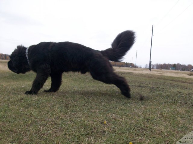 Фото: ньюфаундленд Karat iz Medvejyego Yara (Карат из Медвежьего Яра)