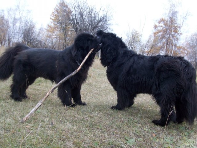 Фото: ньюфаундленд Yarada iz Sibirskoy Glubinki (Ярада из Сибирской Глубинки)