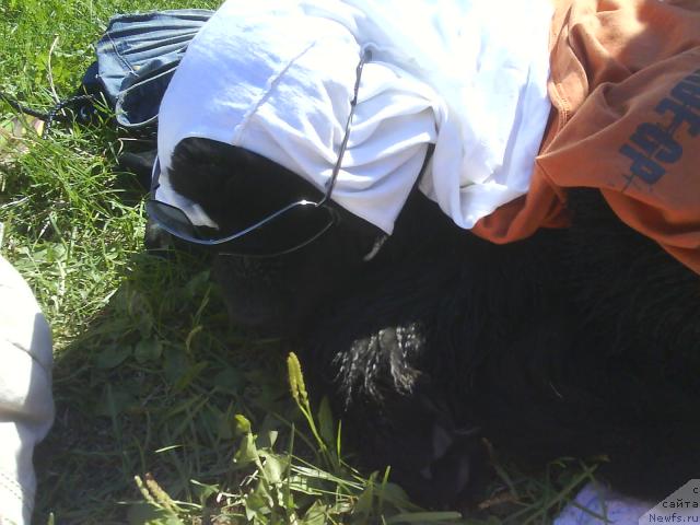 Фото: ньюфаундленд CHelendjer (Челенджер)