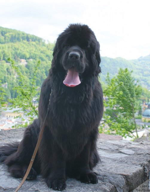 Фото: ньюфаундленд Zhasmine Severny Caprice iz Medvejyego Yara (Жасмин Северный Каприз из Медвежьего Яра)