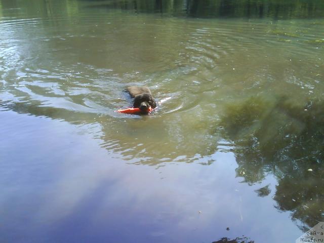 Фото: ньюфаундленд CHelendjer (Челенджер)