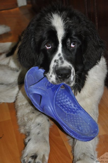 Фото: ньюфаундленд Nica Dlja Kara Ayular iz Tihogo Omuta (Ница для Кара Аюлар из Тихого Омута)