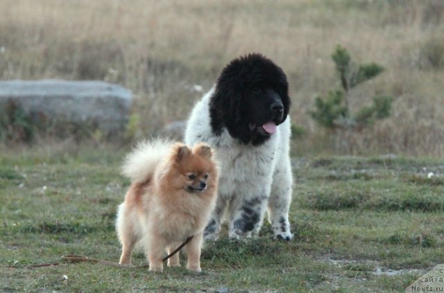 Фото: ньюфаундленд Akvian Song Zippi Panda (Аквиан Сонг Зиппи Панда), и шпиц Люся.