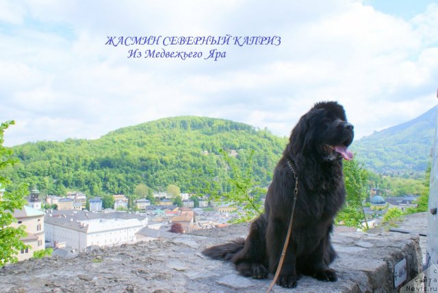 Фото: ньюфаундленд Zhasmine Severny Caprice iz Medvejyego Yara (Жасмин Северный Каприз из Медвежьего Яра)