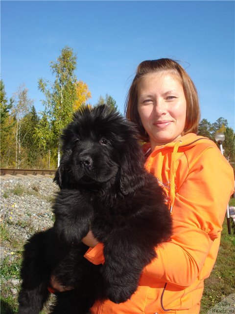 Фото: ньюфаундленд Ih Visochestvo Gloria Airis (Их Высочество Глория Айрис), Marina Goroshenko (Марина Горошенко)