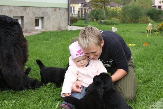 Фото: ньюфаундленд Sladkaya Moya ot Sibirskogo Medvedya (Сладкая Моя от Сибирского Медведя), Natal'ya YAryigina (Наталья Ярыгина), Варя