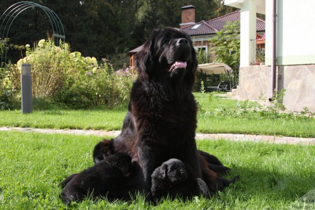 Фото: ньюфаундленд Sladkaya Moya ot Sibirskogo Medvedya (Сладкая Моя от Сибирского Медведя)