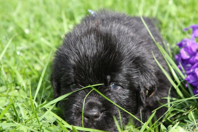 Фото: ньюфаундленд Rezident Zemli Sibirskoy (Резидент Земли Сибирской)