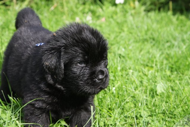 Фото: ньюфаундленд Rezident Zemli Sibirskoy (Резидент Земли Сибирской)