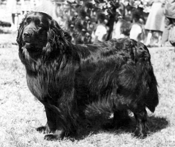 Фото: ньюфаундленд Ol'da YAvol'f (Ольда Явольф)