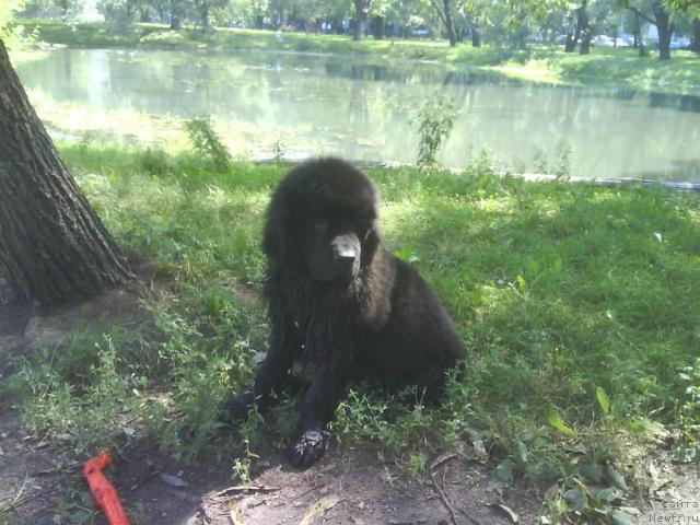 Фото: ньюфаундленд CHelendjer (Челенджер)