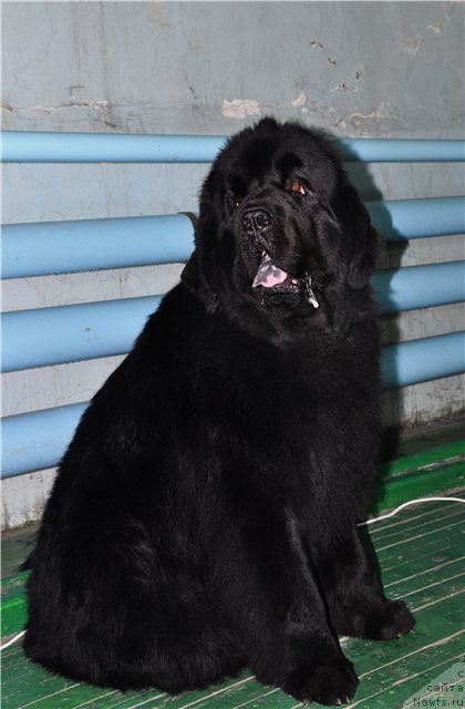 Фото: ньюфаундленд Vincent iz Medvejyego Yara (Винсент из Медвежьего Яра)