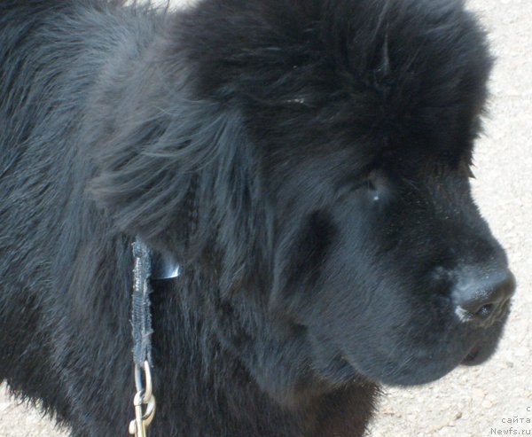 Фотография № 50138