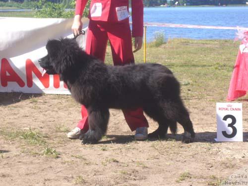 Фото: ньюфаундленд Andjel Viktorius (Анджел Викториус)