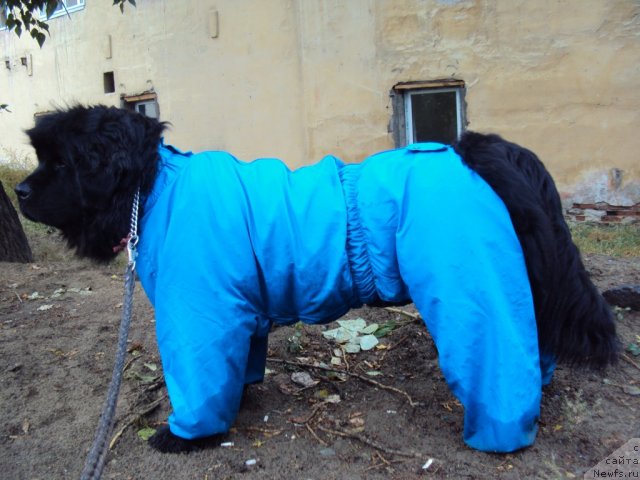 Фото: ньюфаундленд Yudzhiniya iz Medvejyego Yara (Юджиния из Медвежьего Яра)