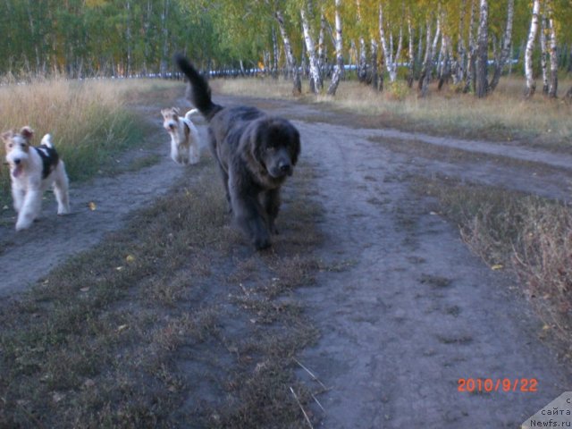 Фото: ньюфаундленд Missiya Blyu fo Marleon iz Sibirskoy Glubinki (Миссия Блю фо Марлеон из Сибирской Глубинки)