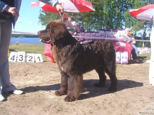 Фото: ньюфаундленд Obush Shed Yudashkin Stil (Обуш Шед Юдашкин Стиль)