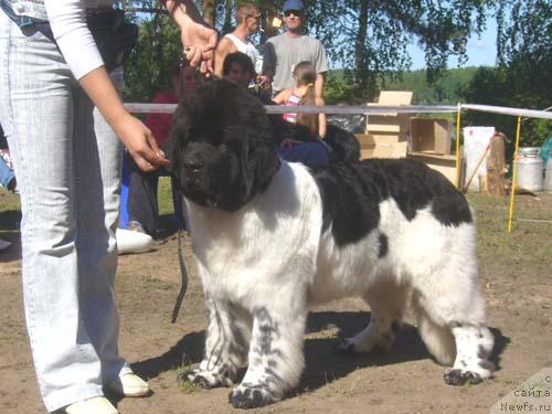 Фото: ньюфаундленд Super Bizon Argo (Супер Бизон Арго)