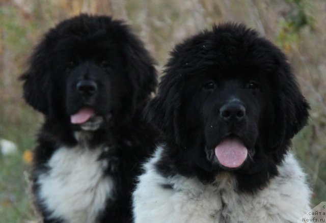 Фото: ньюфаундленд Akvian Song Zippi Panda (Аквиан Сонг Зиппи Панда), ньюфаундленд Ikona Stilya (Икона Стиля)