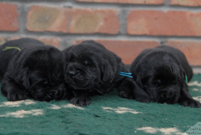 Фото: ньюфаундленд Sozidatel' s Berega Dona (Созидатель с Берега Дона), ньюфаундленд Spasatel' s Berega Dona (Спасатель с Берега Дона), ньюфаундленд Sputnik s Berega Dona (Спутник с Берега Дона)