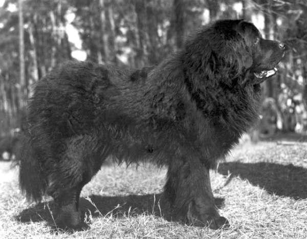 Фото: ньюфаундленд Okoko YAvol'f (Ококо Явольф)