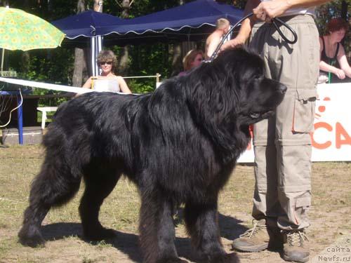 Фото: ньюфаундленд Baggi (Багги)