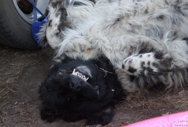 Фотография № 50200