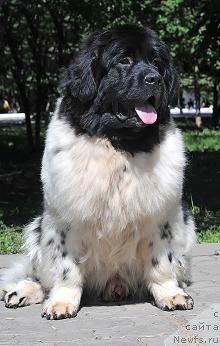 Фото: ньюфаундленд Kiper Soul Jemchujnyiy Korol' (Кипер Соул Жемчужный Король)