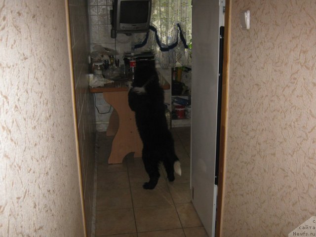 Фото: Anna Larichkina (Анна Ларичкина), ньюфаундленд Ivanushka Interneshnl (Иванушка Интернешнл)