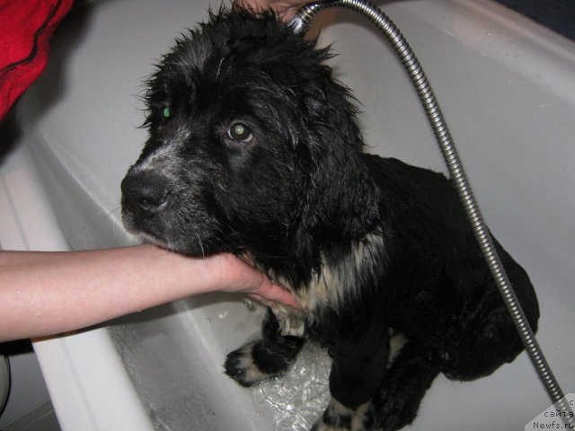 Фото: ньюфаундленд Ivanushka Interneshnl (Иванушка Интернешнл)