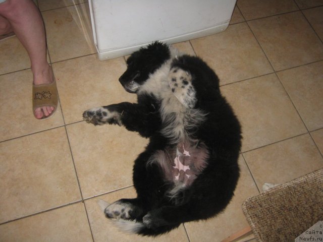 Фото: ньюфаундленд Ivanushka Interneshnl (Иванушка Интернешнл)